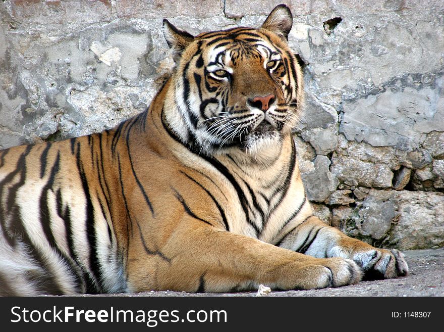 A Siberian tiger in zoo