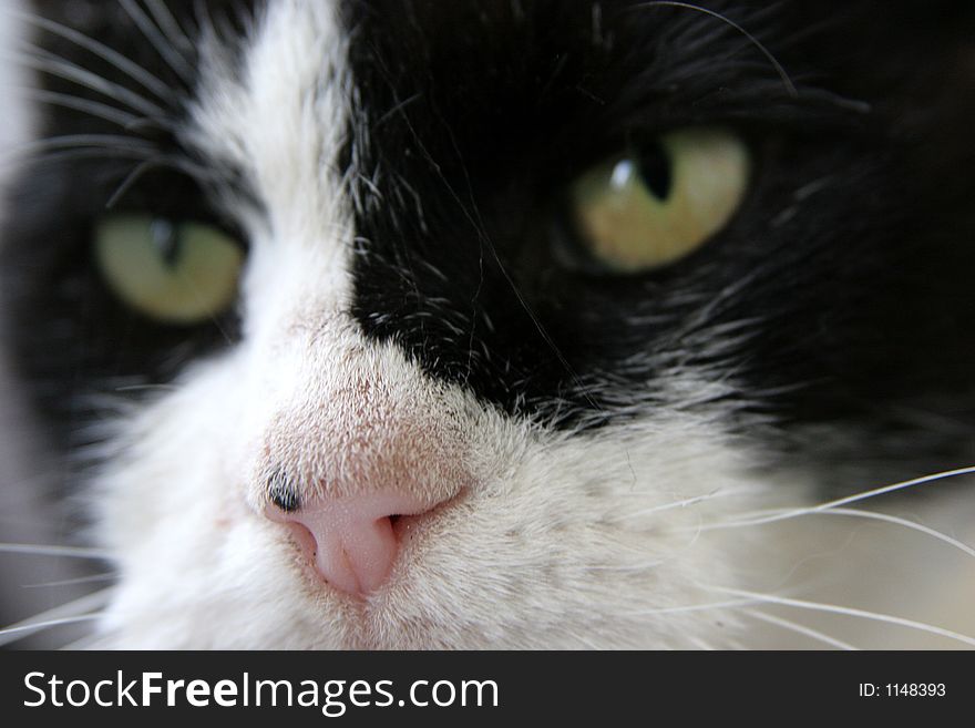 Extreme closeup of a cat face. Extreme closeup of a cat face