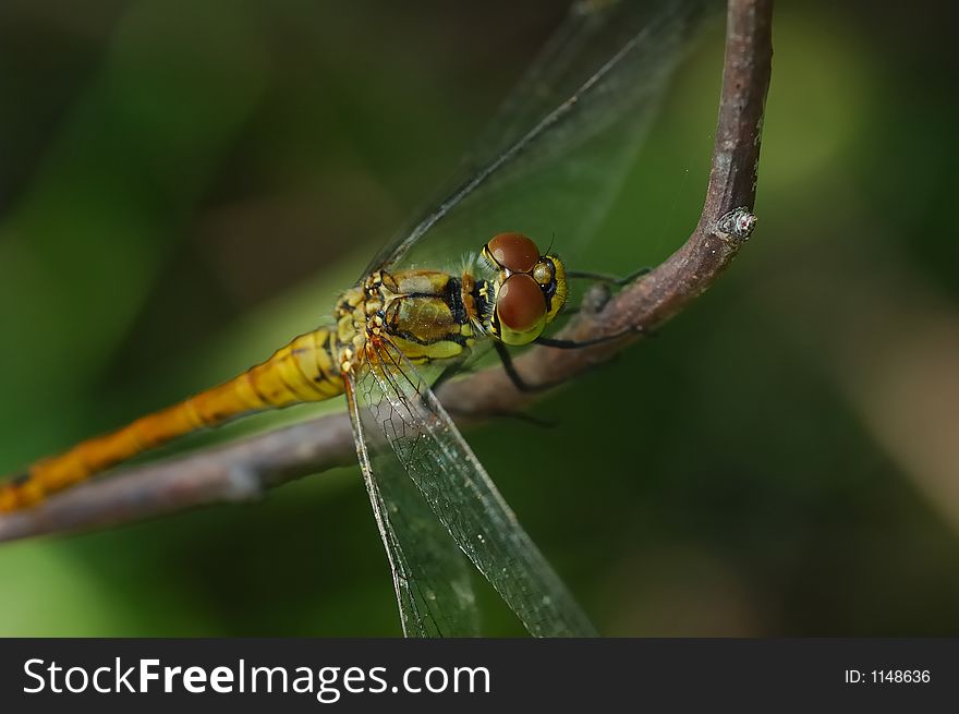 Big orange dragonfly resting on branch. Big orange dragonfly resting on branch