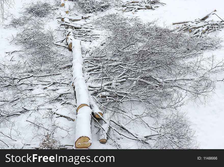 Fallen pine tree in the mountains