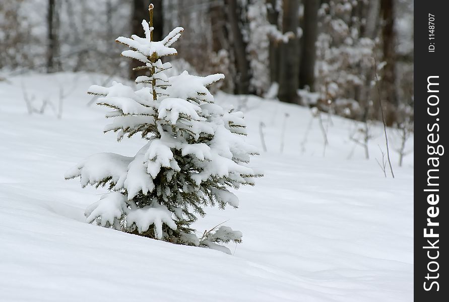 Isolated fir tree in winter, in the mountains