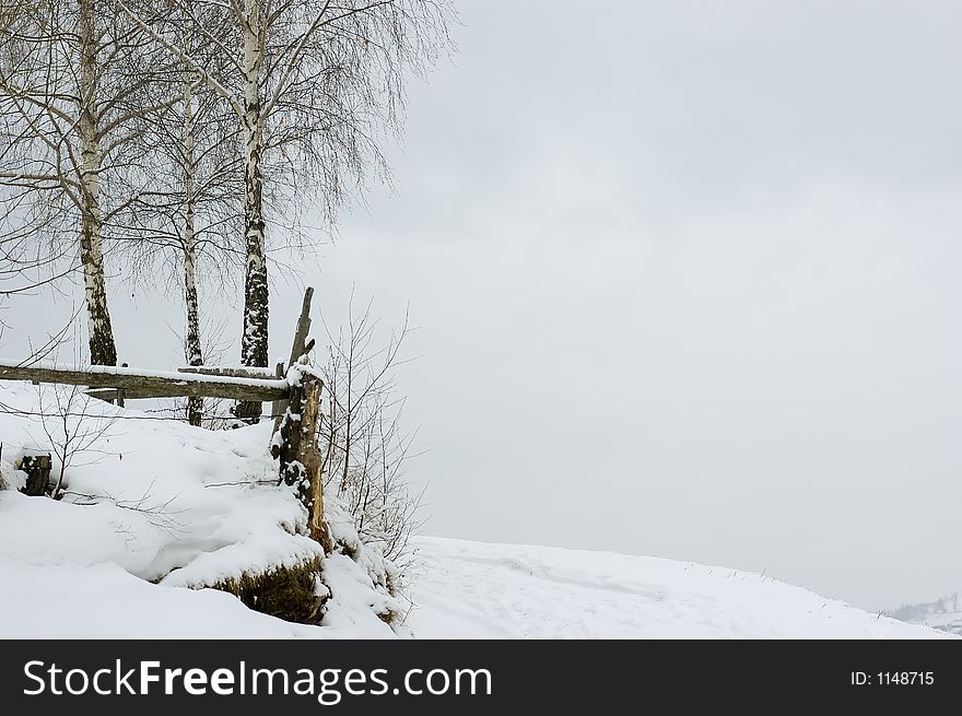 Winter composition with aspen trees, in the mountains