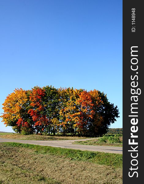 Digital photo of some trees taken in autumn in germany. Digital photo of some trees taken in autumn in germany.