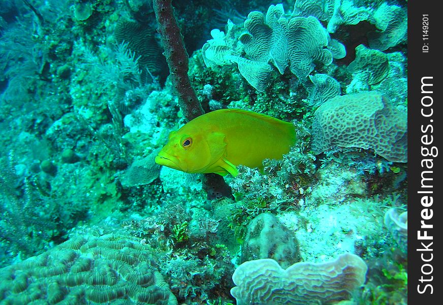 This small coney is actually in its rare yellow phase - spotted in honduras. This small coney is actually in its rare yellow phase - spotted in honduras