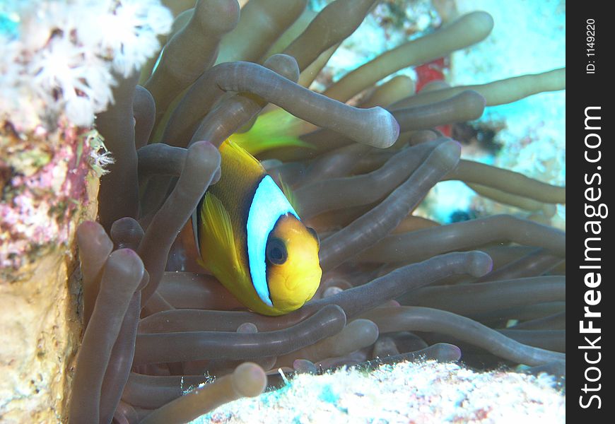 Anemone fish hiding from the camera