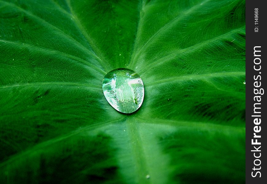 Photo of dew on a green tropical leaf. Photo of dew on a green tropical leaf