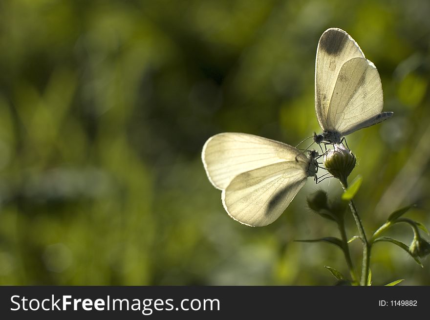 Two white butterflys on flower