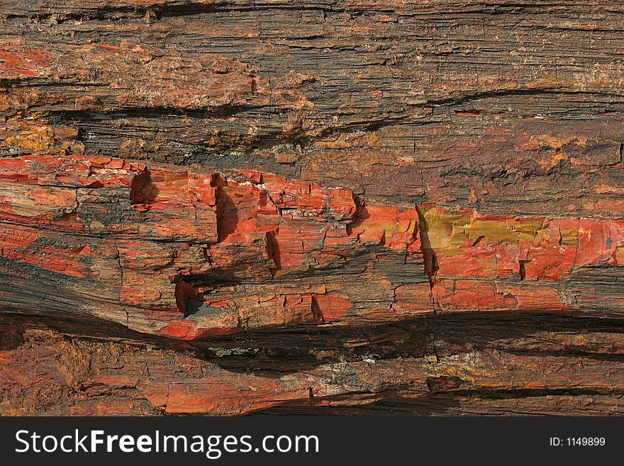 Petrified wood, Petrified Forest, Arizona