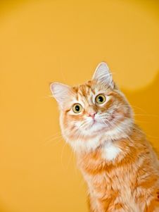 Cat Puppet Stock Photos