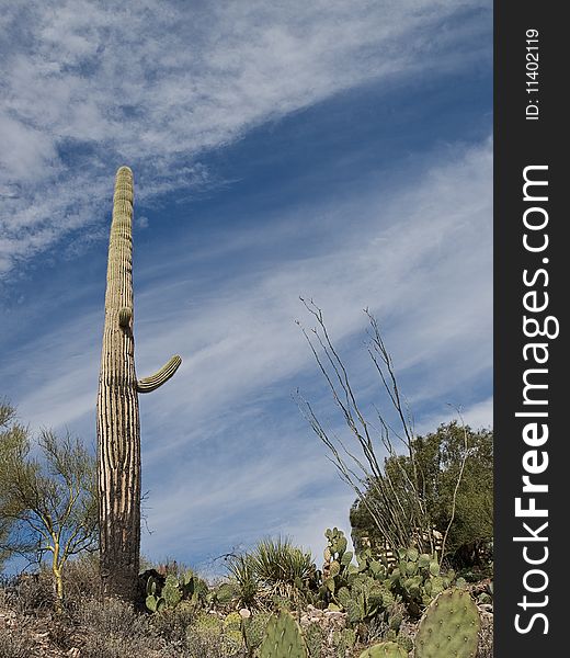 Vertical - Saguaro in Arizona Landscape. Vertical - Saguaro in Arizona Landscape