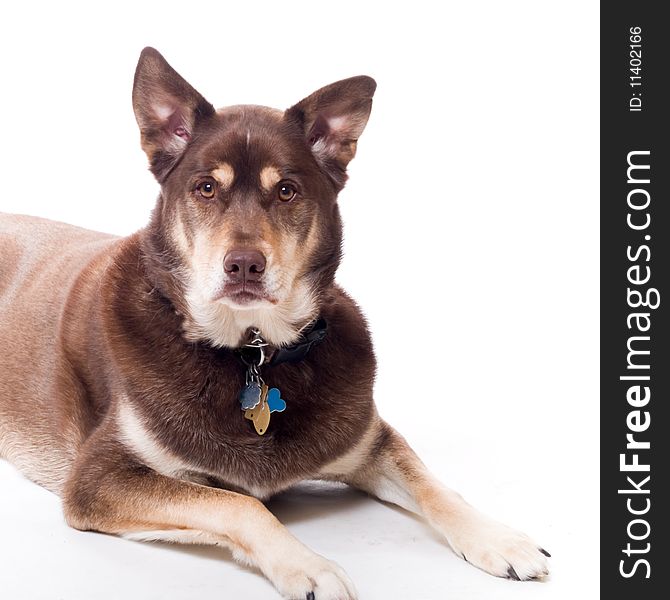 Handsome Husky Lab Mixed Breed studio portrait on white