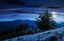 Tree On The Grassy Hillside On At Night Royalty Free Stock Photography