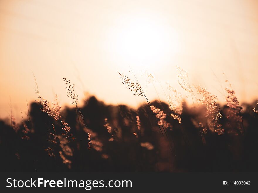 Grass flowers with beautiful warm sunshine ,Meadows with Fair Light From the Sun -Vintage Style