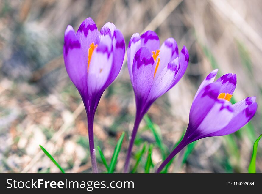 Three Crocus flowers on blurry natural background. Three Crocus flowers on blurry natural background