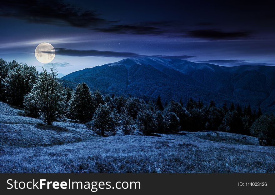 Forest on grassy meadows in mountains at night