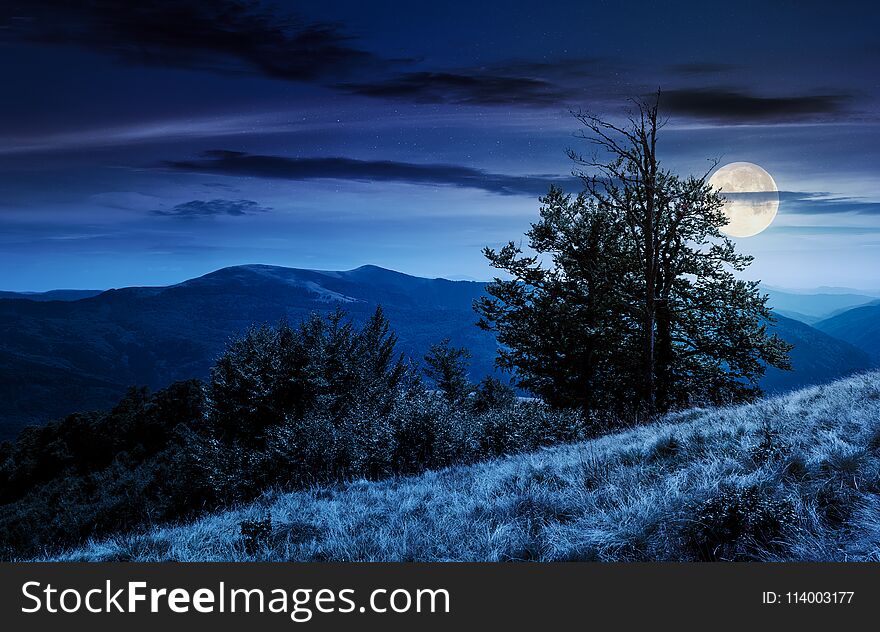 Tree on the grassy hillside on at night in full moon light. lovely summer landscape of Carpathian mountain Svydovets ridge.