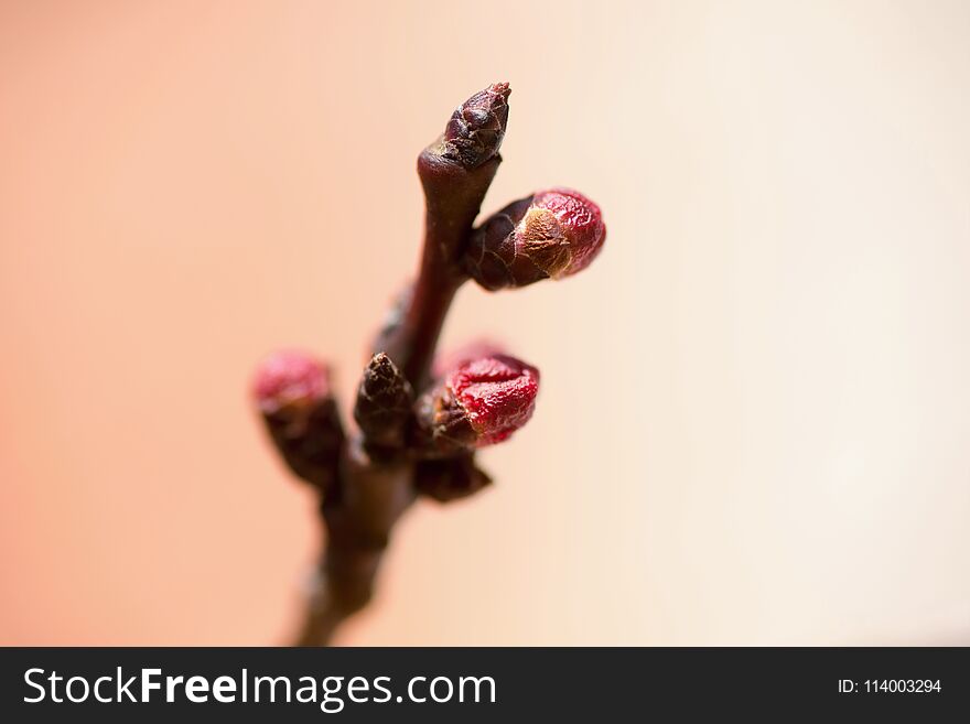 Apricot twig with buds, closeup on orange clear background. Apricot twig with buds, closeup on orange clear background.