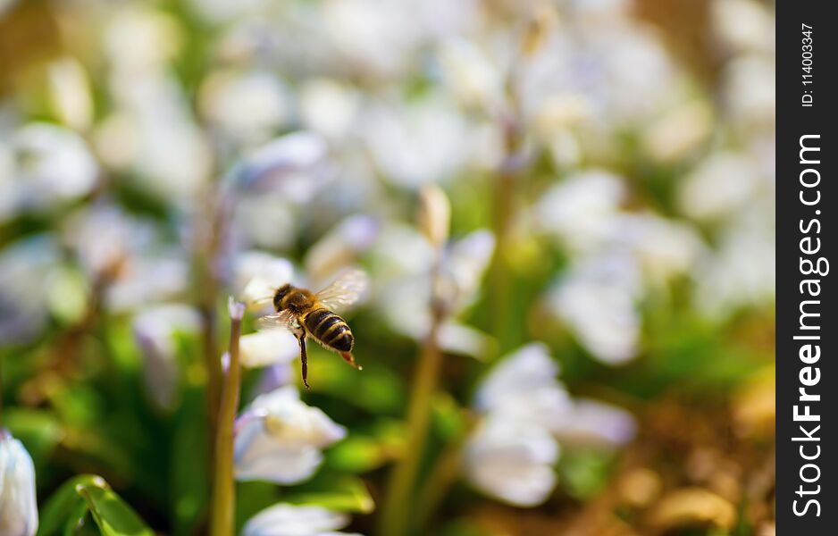 The bee collects pollen on many blooming pushkinia flowers, closeup. The bee collects pollen on many blooming pushkinia flowers, closeup.