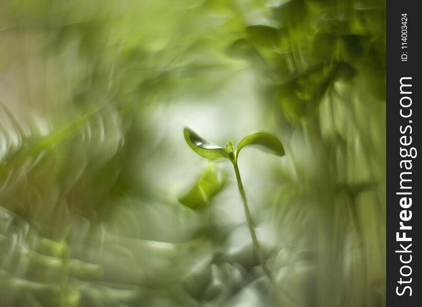 Young green sprout buckwheat