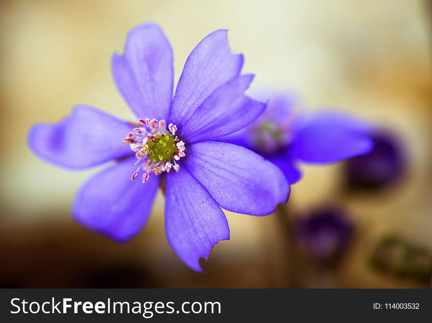 Blue Liverleaf Flower Hepatica Nobilis,closeup.