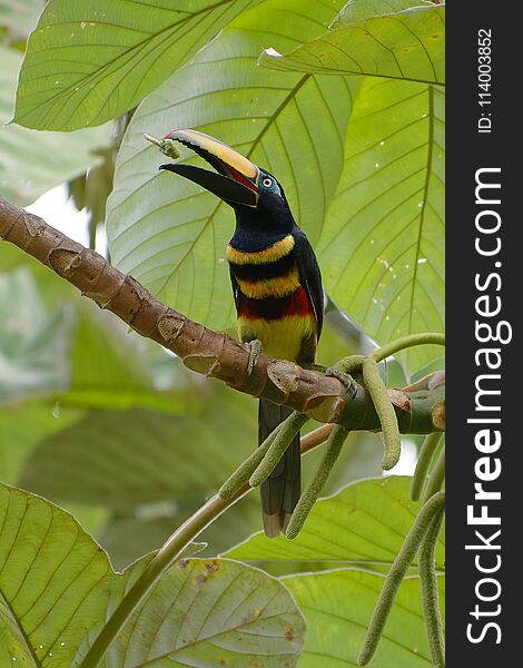 Many-banded Araçari - Pteroglossus pluricinctus -Cuyabeno Wildlife Reserve, Ecuador