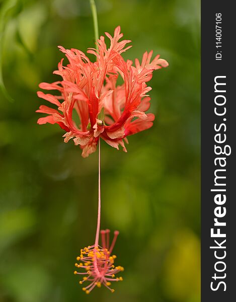 A flower on a tree that I encountered in Bali. Red and green colors.