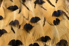 Colorful Feathers Abstraction Royalty Free Stock Image