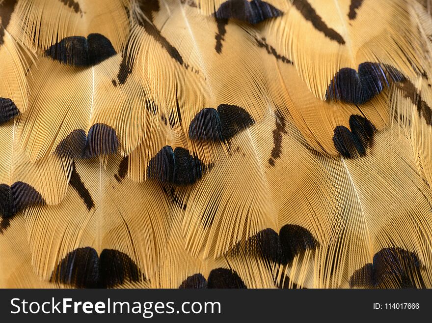 Colorful feathers abstraction useful as background or wallpaper