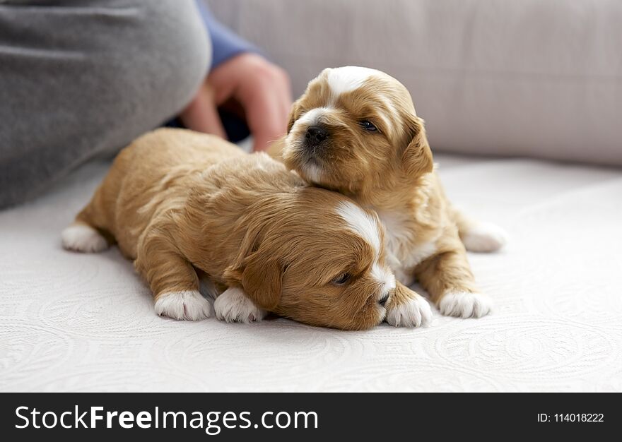 Two Small Puppies Snuggling