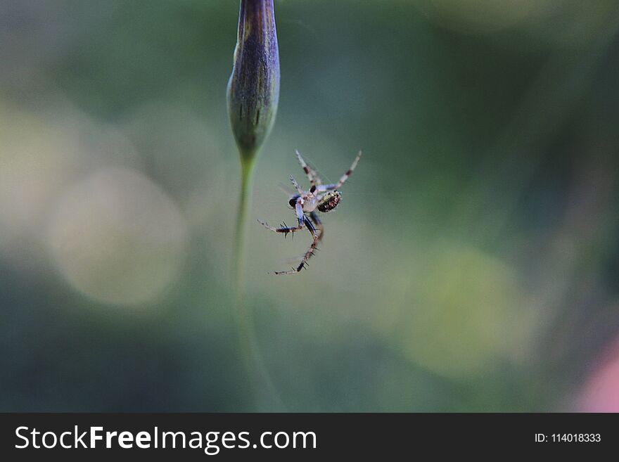 Shot of a very tiny spider around .15` hanging from its web attached to a flower bud about to flourish. Shot taken at Rio Blanco, Jalisco, Mexico. Shot of a very tiny spider around .15` hanging from its web attached to a flower bud about to flourish. Shot taken at Rio Blanco, Jalisco, Mexico.