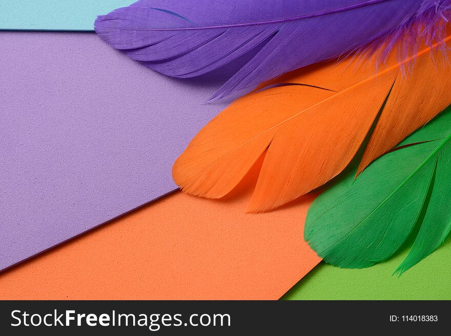 Bright colorful feather