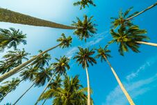 Beautiful Coconut Palm Tree On Blue Sky Royalty Free Stock Images