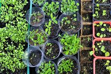 Flowers Seedlings Sprouting In Gardening Pots And Boxes, Top View Stock Photo