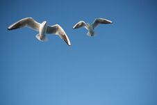 Pair Of Seagulls Flying In Blue A Sky Royalty Free Stock Image