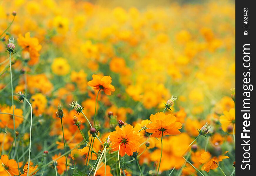 Close up orange cosmos flower in the spring field with copy space. Yellow Mexican aster meadow.