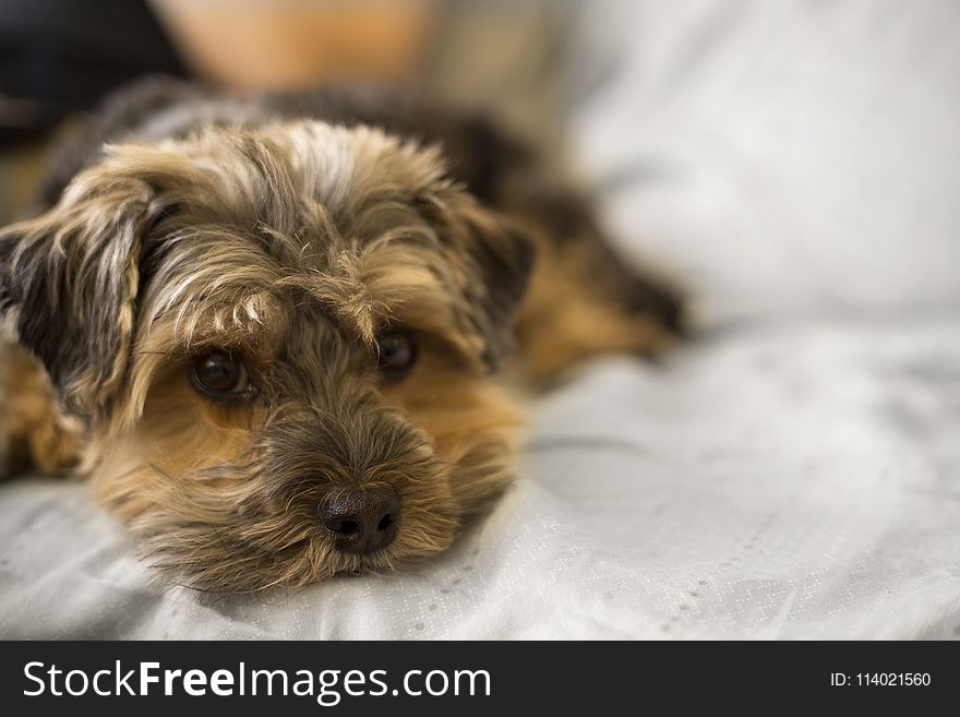 Selective Focus Photo Of Long-coated Brown Puppy