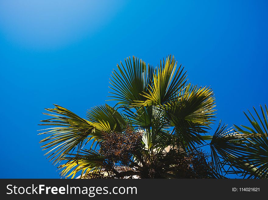 Low Angle Photography of Palm Leaves