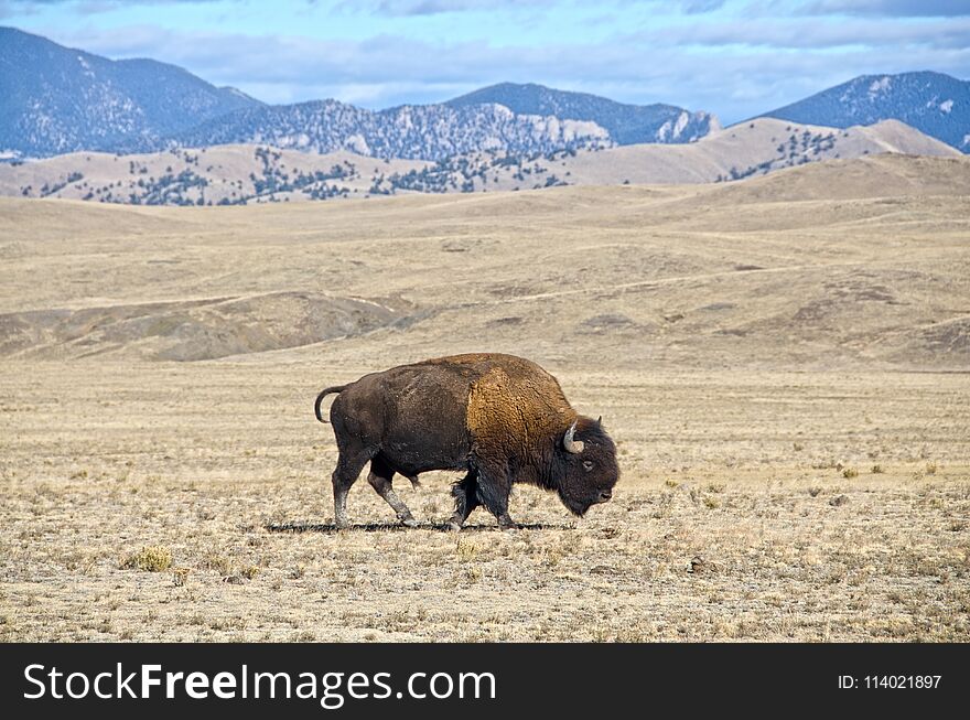 A single male bison or buffalo grazes in the South Park region of Colorado. A single male bison or buffalo grazes in the South Park region of Colorado.