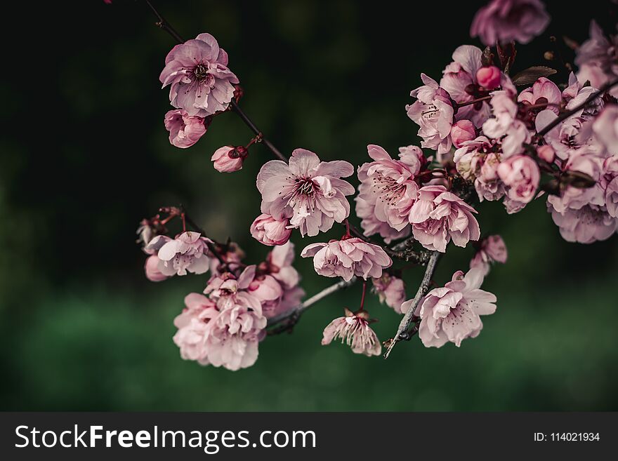 Cherry Blossoms with a green background