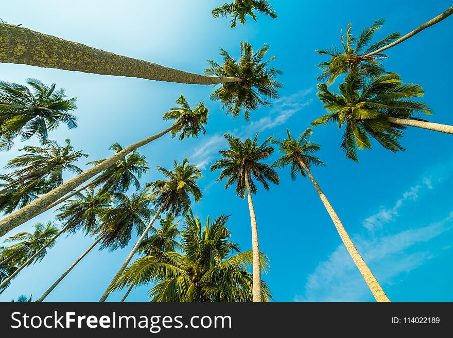 Beautiful coconut palm tree on blue sky