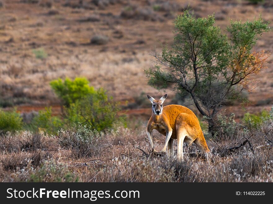 Kangaroo in the Flinders Ranges, South Australia. Kangaroo in the Flinders Ranges, South Australia