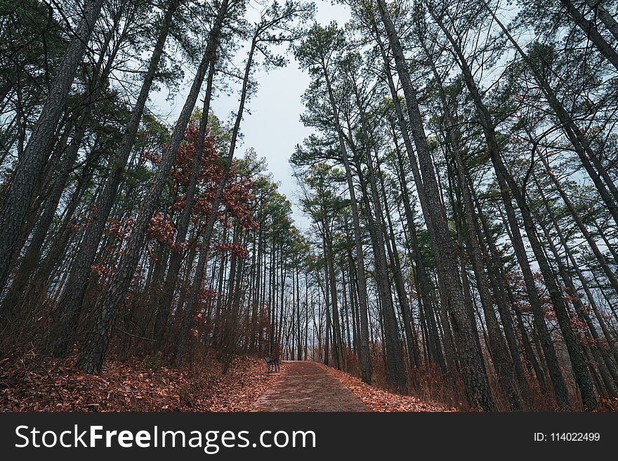 Trees on the path in that park. landscape fall leaves falling. Trees on the path in that park. landscape fall leaves falling