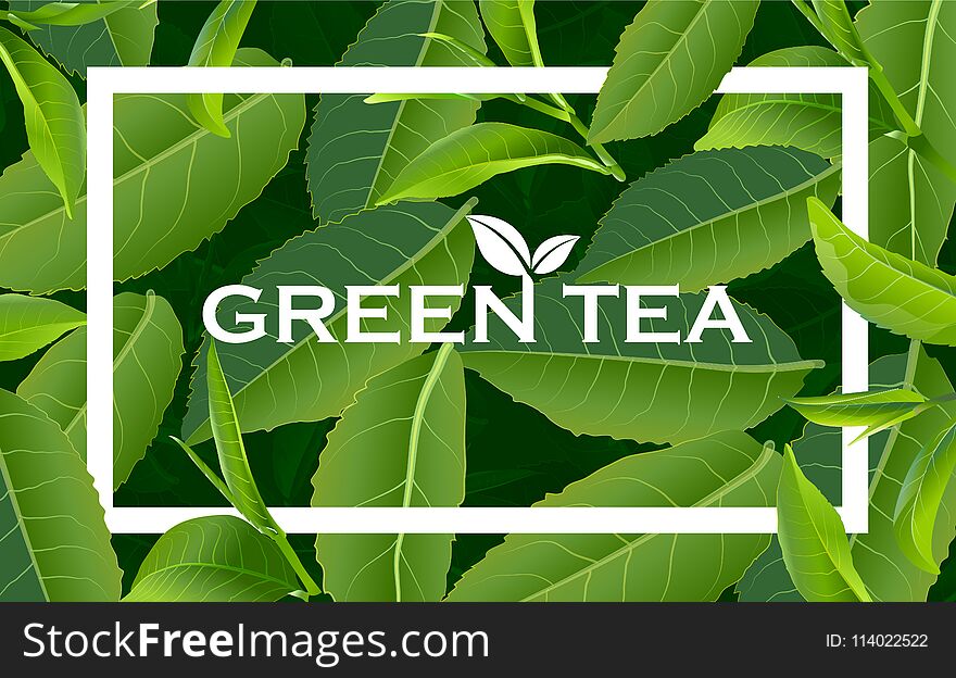 Green Tea Leaves Nature Background.