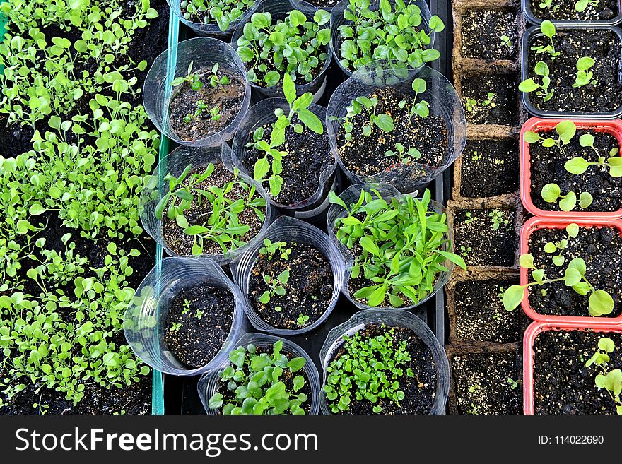 Flowers seedlings sprouting in gardening pots and boxes, top view