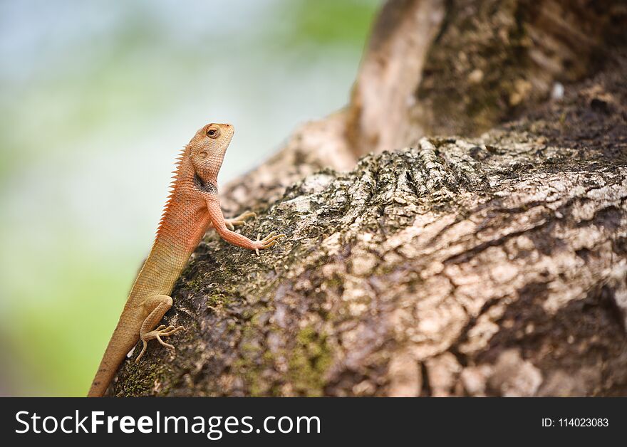 Lizard neck Red on the tree. Lizard neck Red on the tree