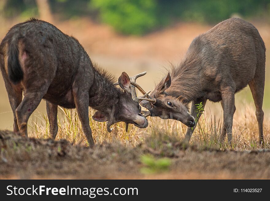 Sambar in summer. Two male Sambar deer fighting during mating season. Khao Yai National Park. World Heritage Site. Thailand.