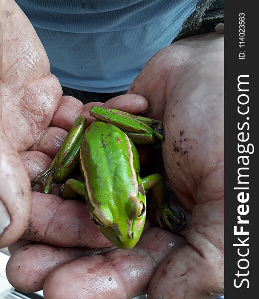 Man Holding A Green And Golden Bell Frog