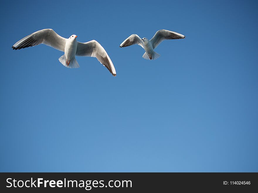 Pair of seagulls flying in blue a sky