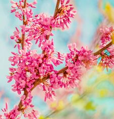 Spring Blossom Background. Blossoming Tree Over Nature Background With Rose And White Flowers And Blue Sky. Abstract Springtime C Royalty Free Stock Photo