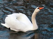 White Winter Swan Cygnini On Water Royalty Free Stock Images